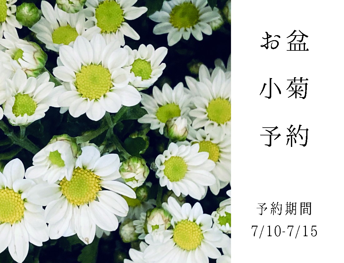 お盆の小菊の画像