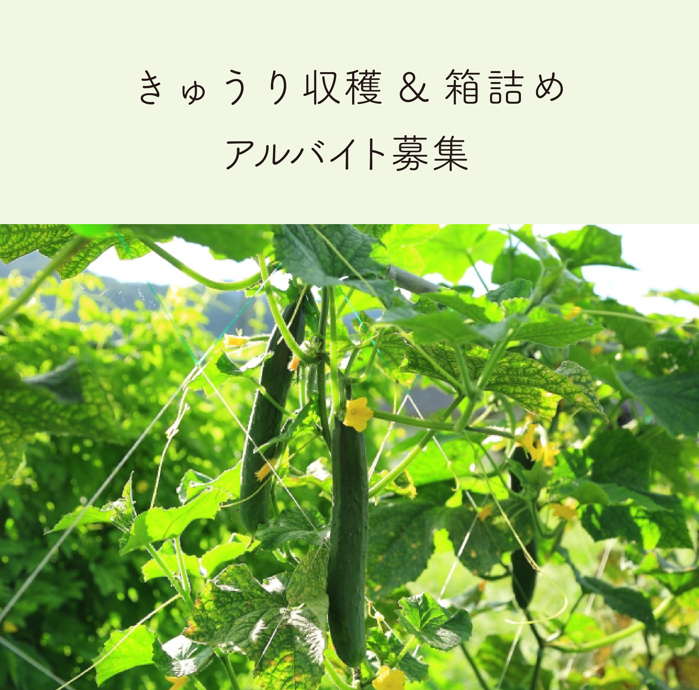 収穫アルバイトの画像