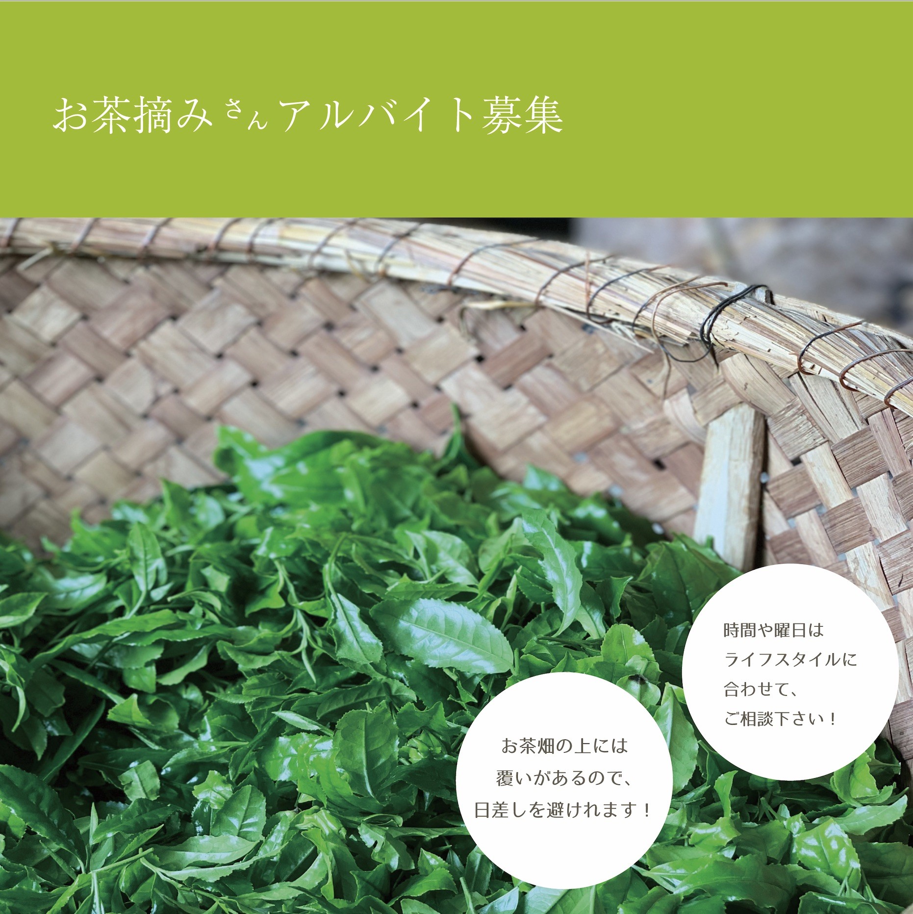 茶摘みアルバイト募集の画像
