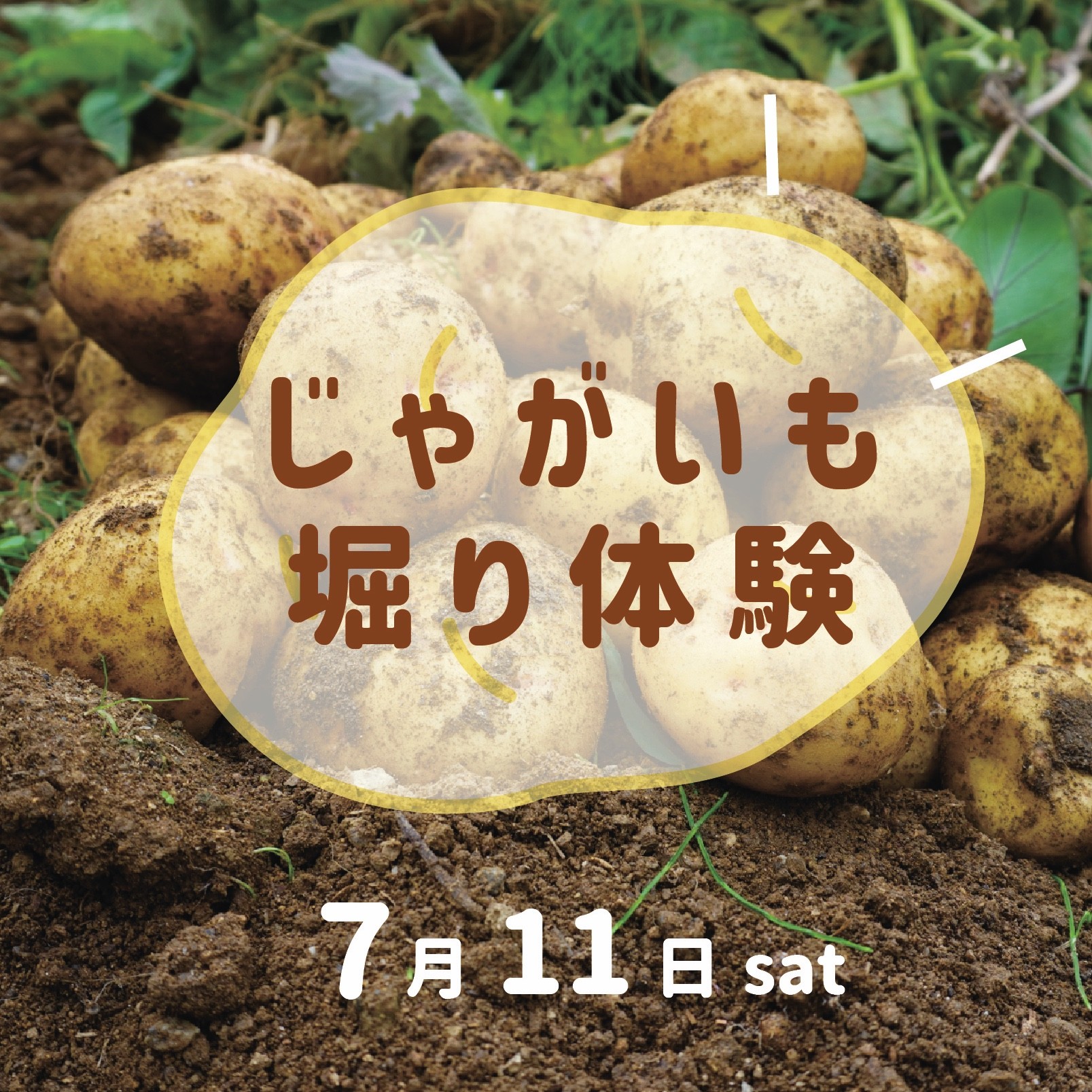 じゃがいもほり体験の画像